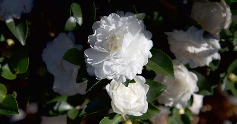 October magical white shi shi camellia
